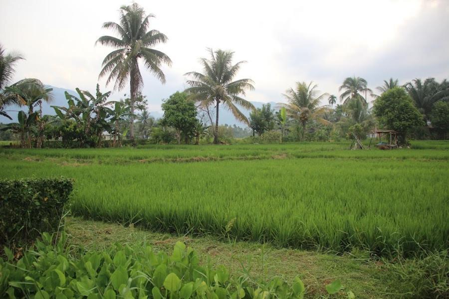 Ambow Homestay Jungle Trekking & Village Tour Bukit Lawang Exterior photo