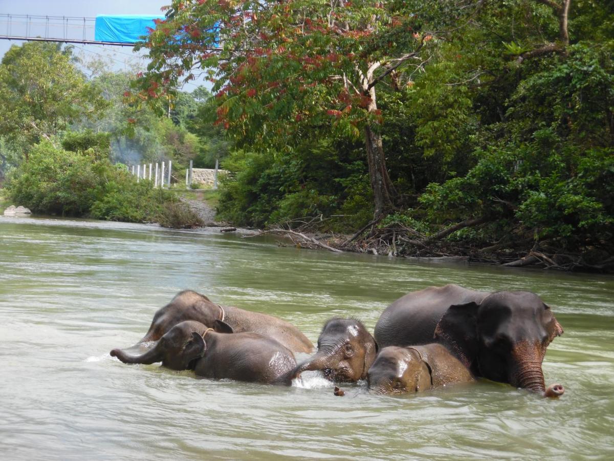 Ambow Homestay Jungle Trekking & Village Tour Bukit Lawang Exterior photo
